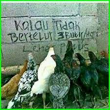  7 Gambar Ayam Dan Tulisan Kata Kata Lucu Dunia Fauna Hewan Binatang Tumbuhan Cartoon Jokes Gambar Gambar Lucu Olahraga