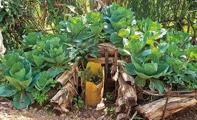 Selbstversorger Garten Selbst De Selbstversorger Garten Garten Garten Hochbeet