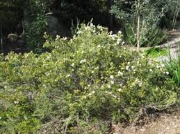 Image result for Tetragonia calycina