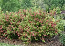 Green leaf weigela are dense, rounded shrub with coarse branches that eventually arch to the ground. Sonic Bloom Ghost Weigela Florida Proven Winners