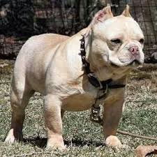 The french bulldog pitbull mix is a mixed breed dog resulting from breeding the french bulldog and the pitbull. French Bulldog Mixed With Pitbull Pitbull Dog Pictures Pitbull Dog Breed Cute Dogs