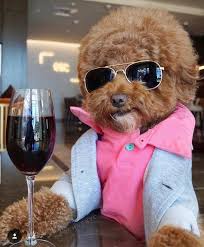 Pretty Sure I Saw This Dog Drinking In A Vip First Class Airport Lounge Recently In 2020 Cute Funny Animals Cute Baby Animals Baby Animals Funny