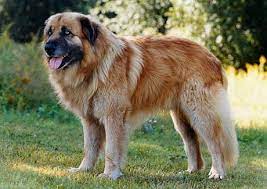 cao da serra da estrela pelo curto valpar till salu kopahund se