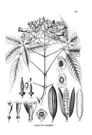 Image result for Cybistax antisyphilitica