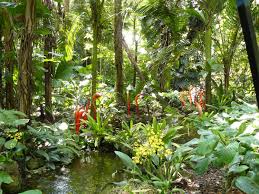 Image result for Hydrostachys polymorpha