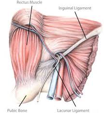 Anatomy is the amazing science. The Anatomy Of The Groin Lloyd Release