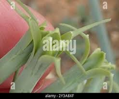 Image result for Dipcadi viride