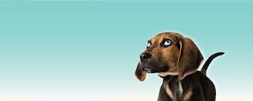 Homecoming for olympic gold medalist haleigh washington. Sweet Paws Rescue