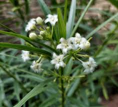 Image result for Kanahia laniflora