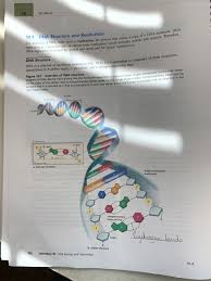 Dna coloring worksheet smithfarmspa com. Solved 76 108 Lab 10 1 Dna Structure And Replication The Chegg Com