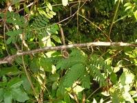 Image result for Albizia antunesiana