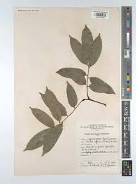 Image result for Craibia