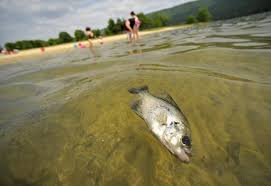 Find out information about bald eagle state park. Biologist Spawning Stress Causes Fish Die Off At Sayers Centre Daily Times
