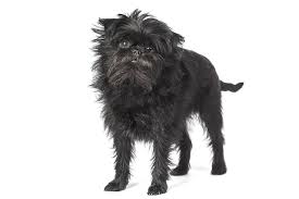 Cani piccola taglia in vendita in animali: Cani Piccola Taglia Guida Veterinaria Completa Petyoo