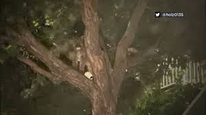 N37°37.13' / w122°22.53' located 08 miles se of san francisco, california on 5207 acres of land. Mountain Lion Found In San Francisco Tree Is From Santa Cruz Mountains Zoo Officials Say Abc7 San Francisco