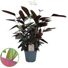 Image result for Ktenante Ctenanthe