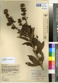 Image result for Lippia plicata