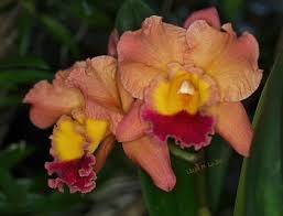 Image result for Microcoelia megalorrhiza