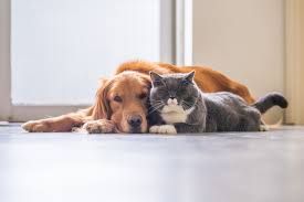 Providing an honest, personal and compassionate service for over 25 years. Westside Veterinary Clinic Linkedin