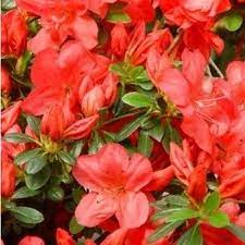 Azalea Japonica Geisha Orange Prachtige Bloemen Border Planten Tuin