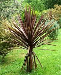 Cordyline Australis Red Star Red Grass Palm Evergreen White Flowers Bloom In Spring Can Reach 20 To 30 Feet In Height Sun Dream Garden Dream Red Grass