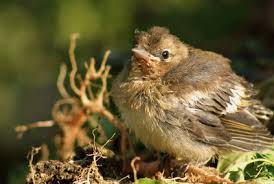 What Is A Baby Sparrow S Diet Animals Mom Com
