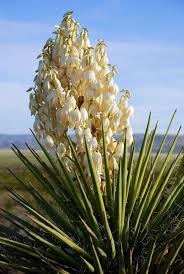 Pin On Tucson Garden Ideas