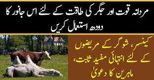 Discover the health benefits, side effects and nutrition facts per 100 ml or 100 g of camel milk and what does camel milk cure. Health Benefits Of Camel Milk Oonti Ke Doodh Ke Faiday In Urdu