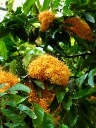 Image result for Saraca