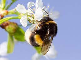 Most bees typically don't wish to get involved with humans. How To Get Rid Of Bumble Bees Naturally 4 Simple Methods Pest Wiki