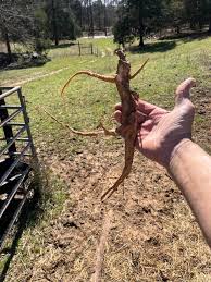 Check this monster out