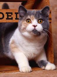 British Shorthair Dilute Calico Cat Calico Cat Cats British Shorthair Cats
