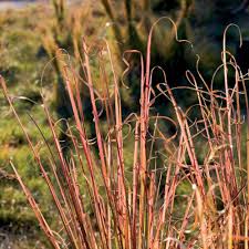 Image result for Andropogon chinensis