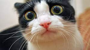 Unde pot gasi poze cu animale haioase sau videoclipuri cu animale din desene animate haioase ceva conversatii de ras intre ele? Faze Comice Cu Pisici 2016 Pisici Haioase Cat Problems Funny Cat Compilation Crazy Cats