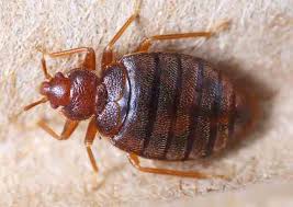 Start by cleaning out the interior of your car by removing clutter and debris between your seats, around the floors, and in the center console. How To Deal With Bed Bugs In Your Car Pestbugs