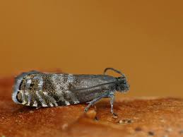 Image result for Cydia strobilella