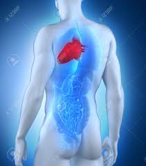 They are named the left and right coronary arteries, and arise from the left and right aortic sinuses within the aorta. Male Heart Anatomy Posterior View Stock Photo Picture And Royalty Free Image Image 21790603