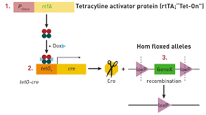Tamoxifen is a selective estrogen receptor modulator (serm) that competitively binds to estrogen receptors on tumors and other tissue targets, producing a. The Abc S Of Choosing A Cre Strain To Generate Ko Mice