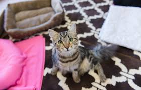 A broken pelvis may need a few months to heal. Cat With Pelvic Fracture Best Friends Animal Society