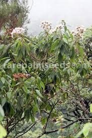 Image result for Solanecio mannii