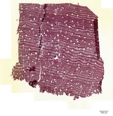 Image result for Dalbergia acutifoliolata