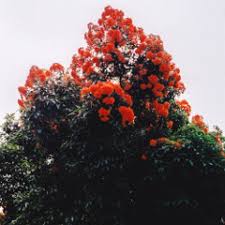 Stream Erick Galarraga music