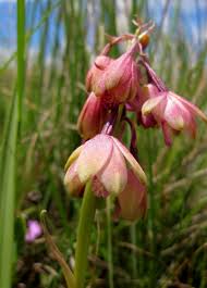 Image result for Eulophia hians