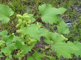 Image result for Xanthium