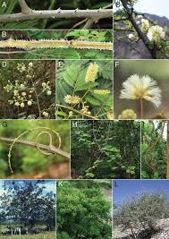 Image result for Acacia rovumae