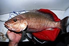 Ajang pencarian bakat esports star indonesia season 2 digelar agustus. Waktu Terbaik Mancing Ikan Kakap Laut Pengalaman Mancingikan Net 2021 Mancingikan Net 2021