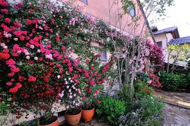 我が家のつるバラ誘引風景 つるバラ 誘引 バラ つる バラ