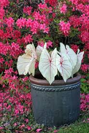 Caladiums (caladium bicolor) are perennial tubers, often grown as annuals in colder climates. Caladiums Wisconsin Horticulture