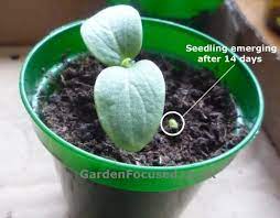 Seeds will germinate in 5 to 7 days at 68°f (20°c) or warmer. Expert Advice On Growing Ridge Cucumbers Outside