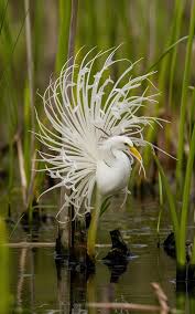 Image result for Habenaria